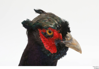 Pheasant  2 head 0015.jpg